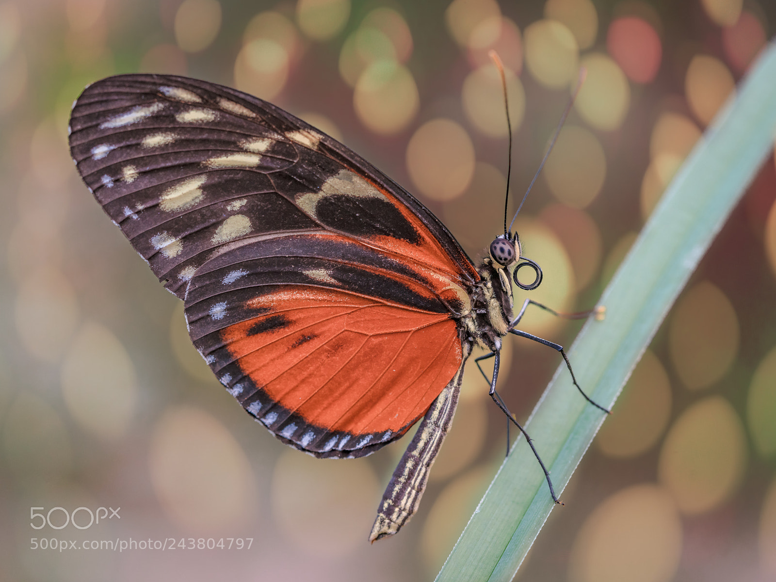 Sony a7R II sample photo. Butterfly in dancing light photography