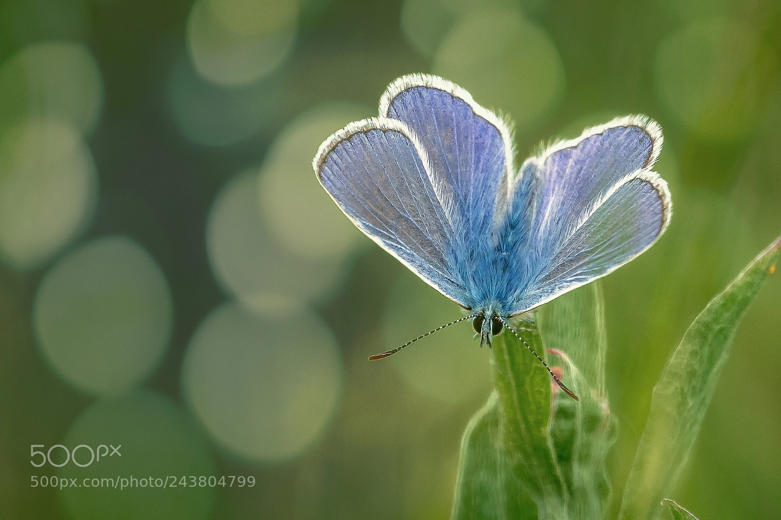 Sony a7R II sample photo. Blue butterfly photography