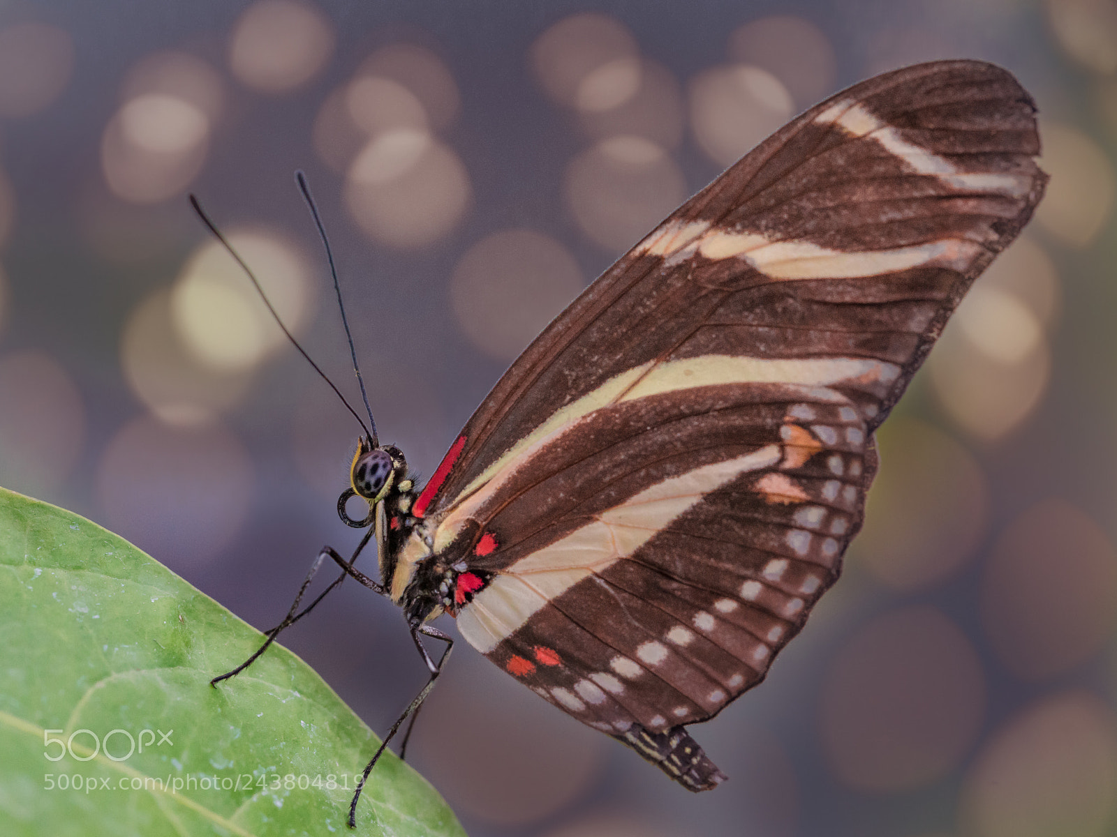 Sony a7R II sample photo. Butterfly photography