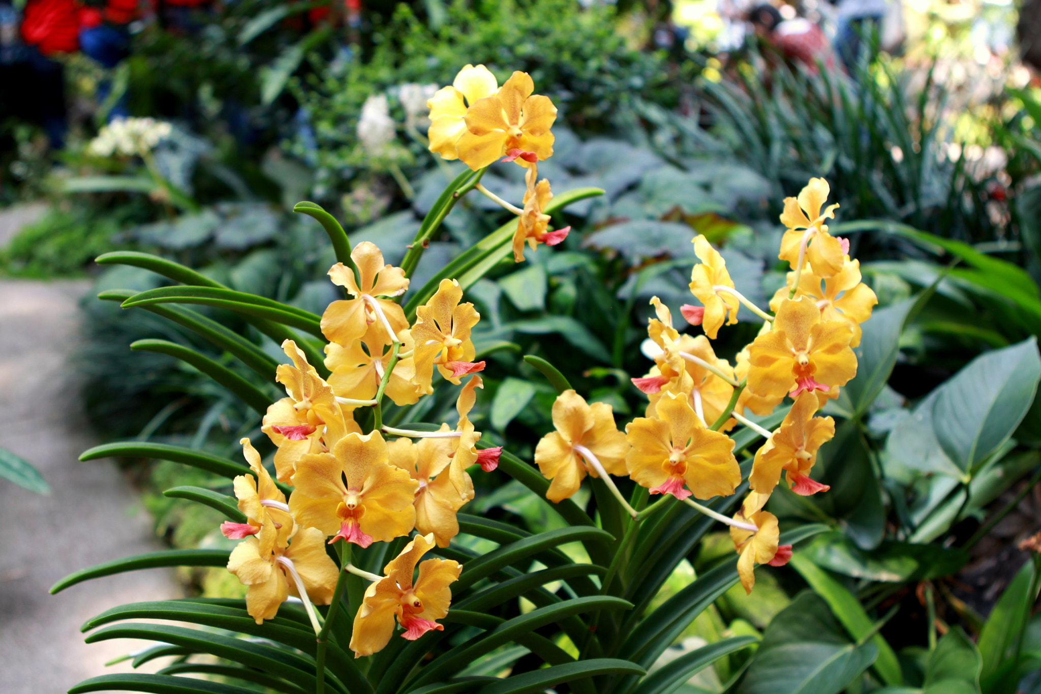 Canon EOS 50D + Canon EF 24-70mm F2.8L USM sample photo. Orchid garden singapore photography