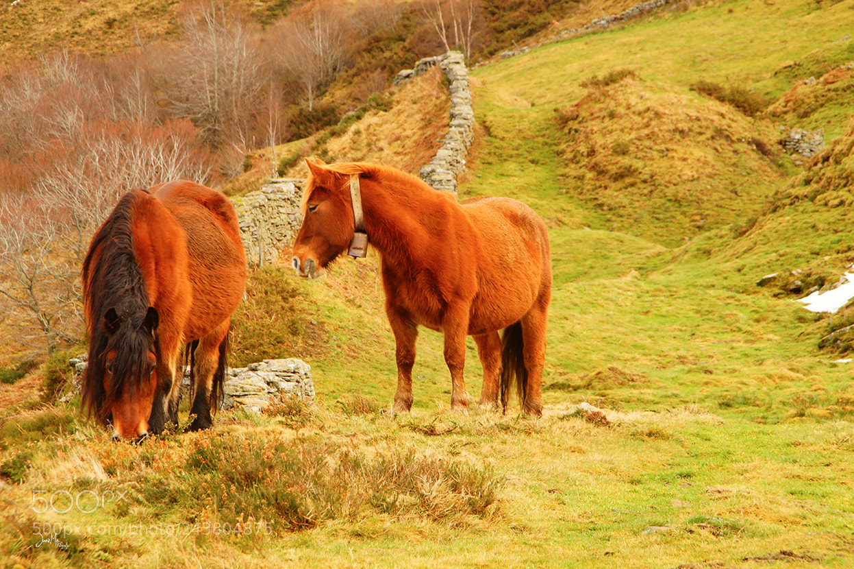 Sony SLT-A58 sample photo. Portillo de la s photography