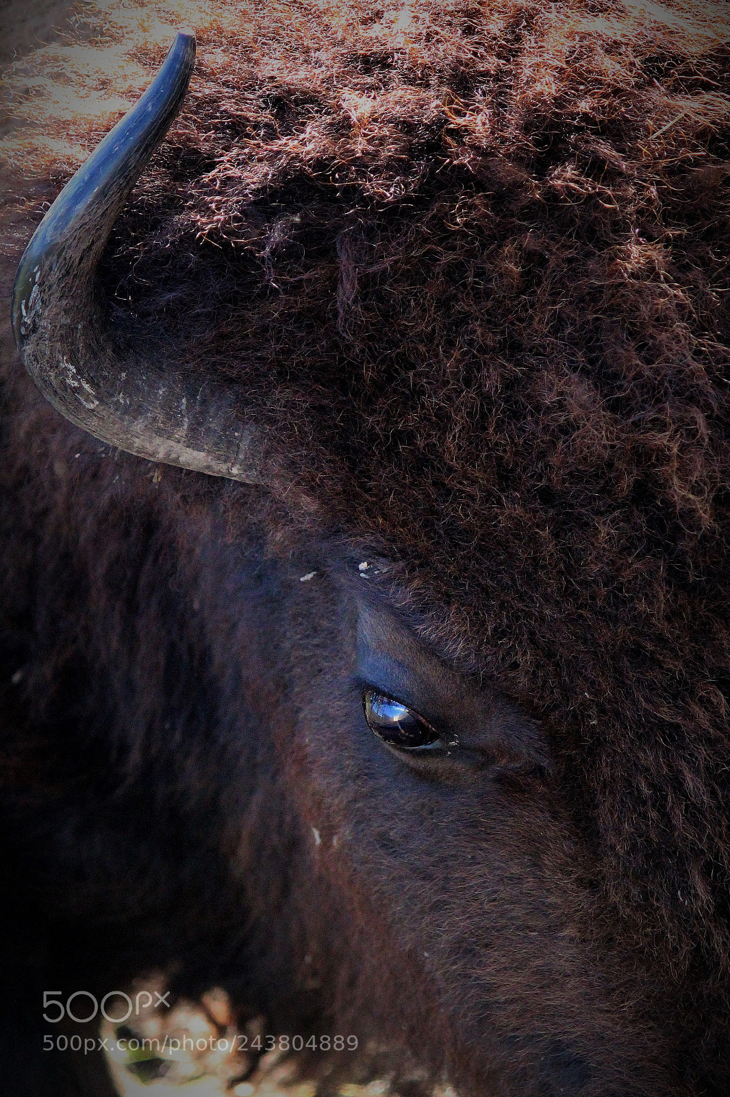Canon EOS 650D (EOS Rebel T4i / EOS Kiss X6i) sample photo. 2018 bison - neal photography