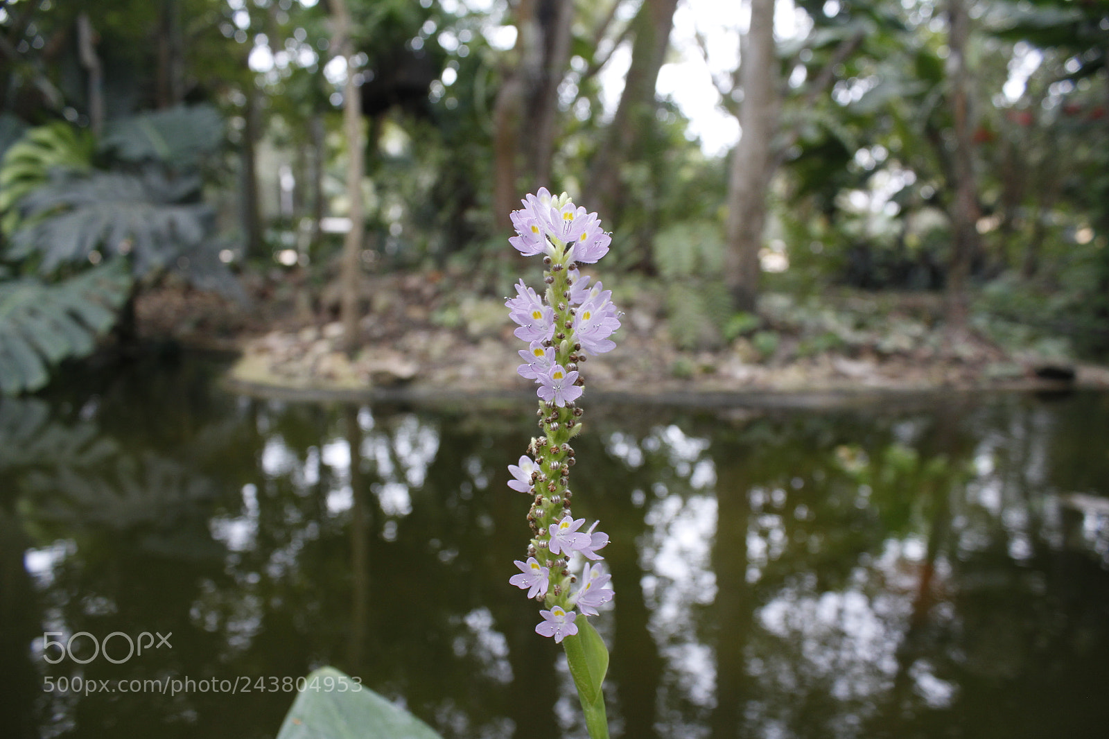 Canon EOS 1200D (EOS Rebel T5 / EOS Kiss X70 / EOS Hi) sample photo. Planta en el r photography