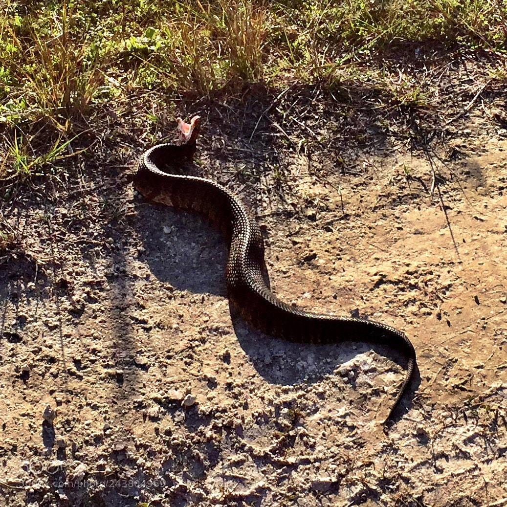 Apple iPhone 6 sample photo. Cottonmouth photography