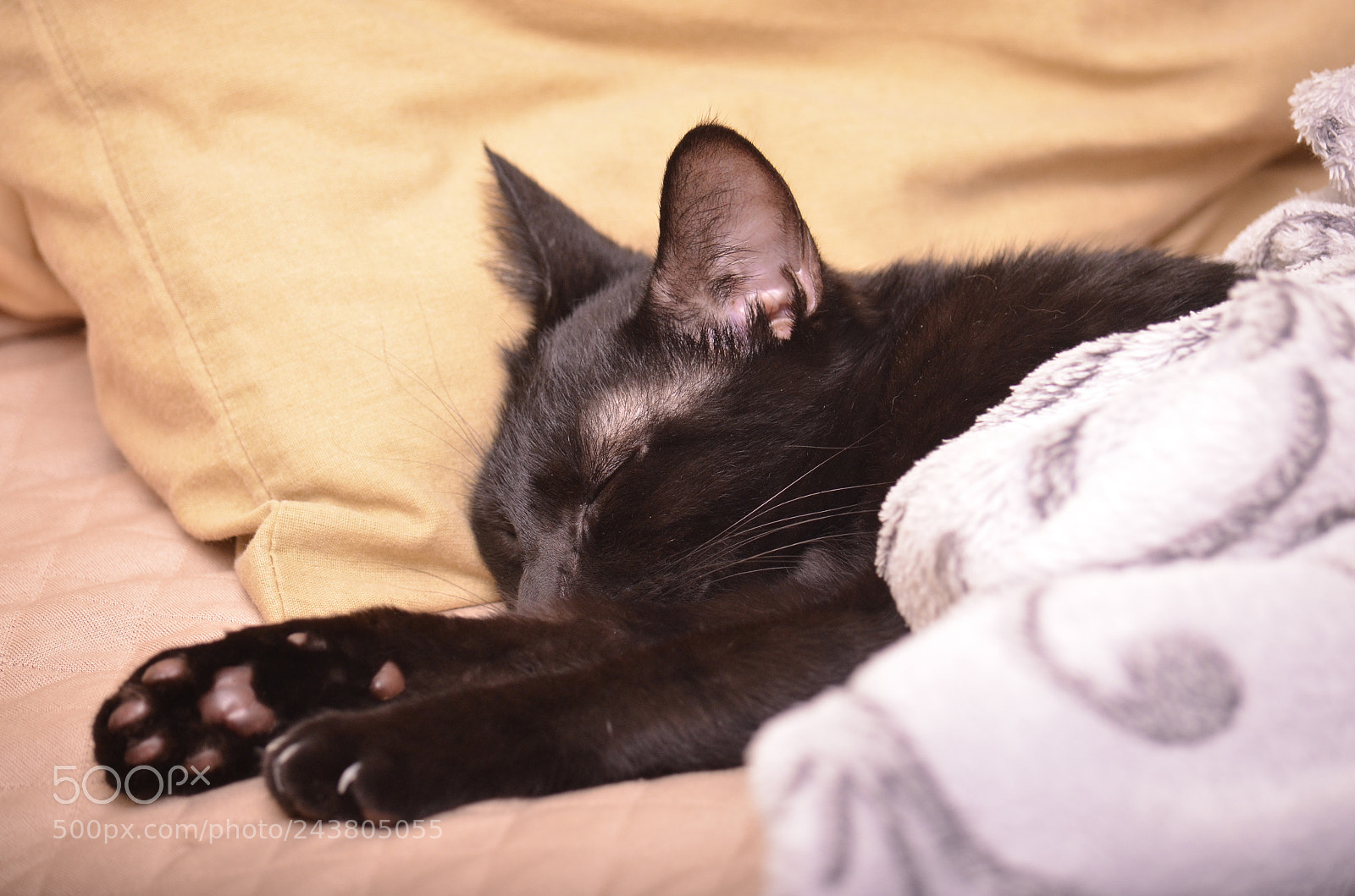 Nikon D5100 sample photo. Sweet dream photography
