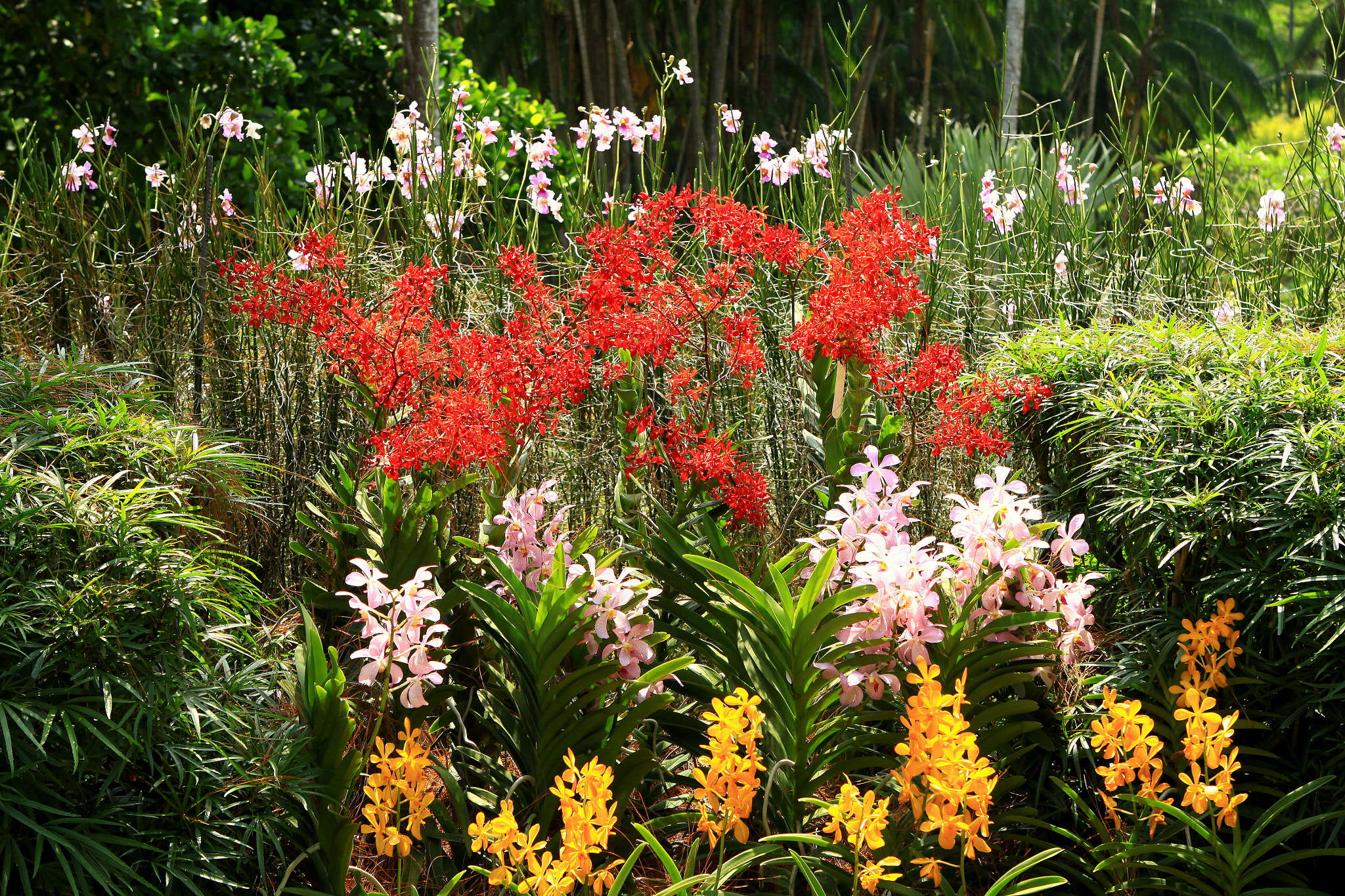 Canon EOS 50D + Canon EF 24-70mm F2.8L USM sample photo. Orchid garden singapore photography