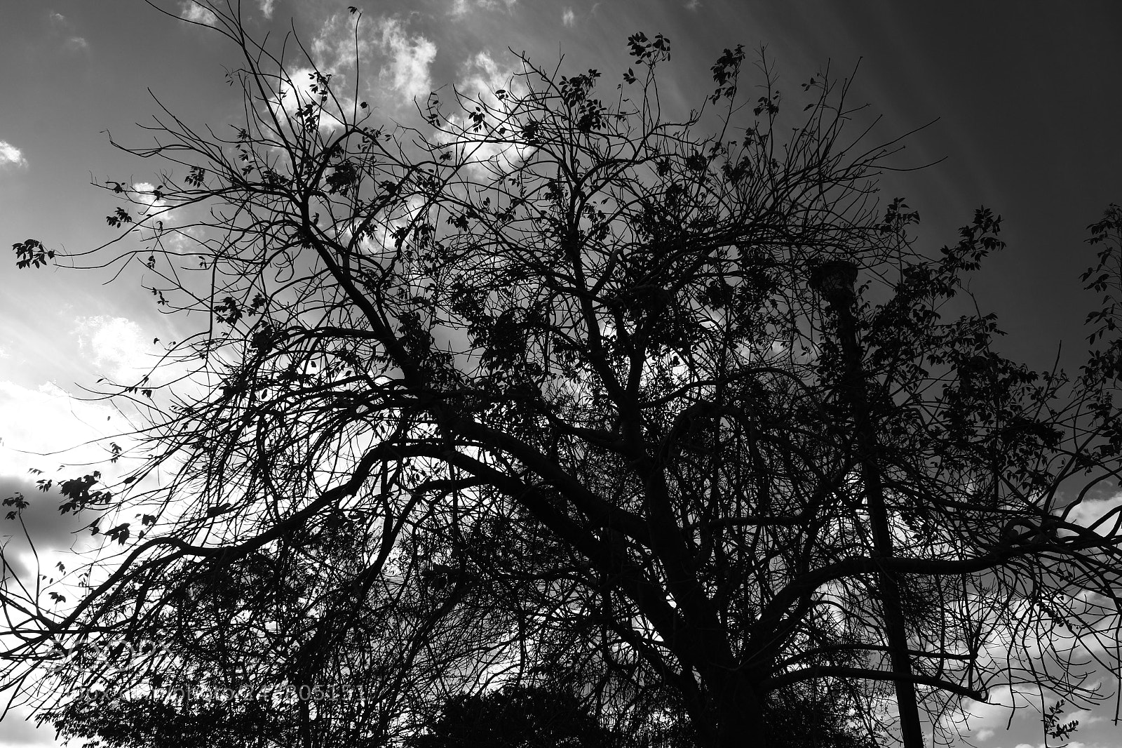 Canon EOS 1200D (EOS Rebel T5 / EOS Kiss X70 / EOS Hi) sample photo. Árbol melancólico photography