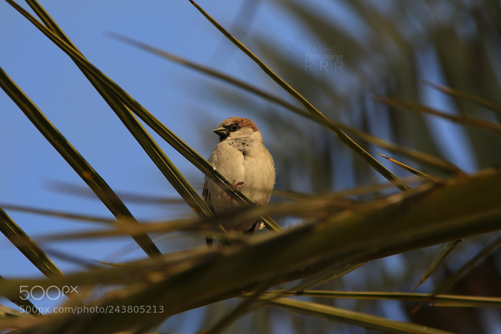 Canon EOS 7D Mark II sample photo. Untitled photography