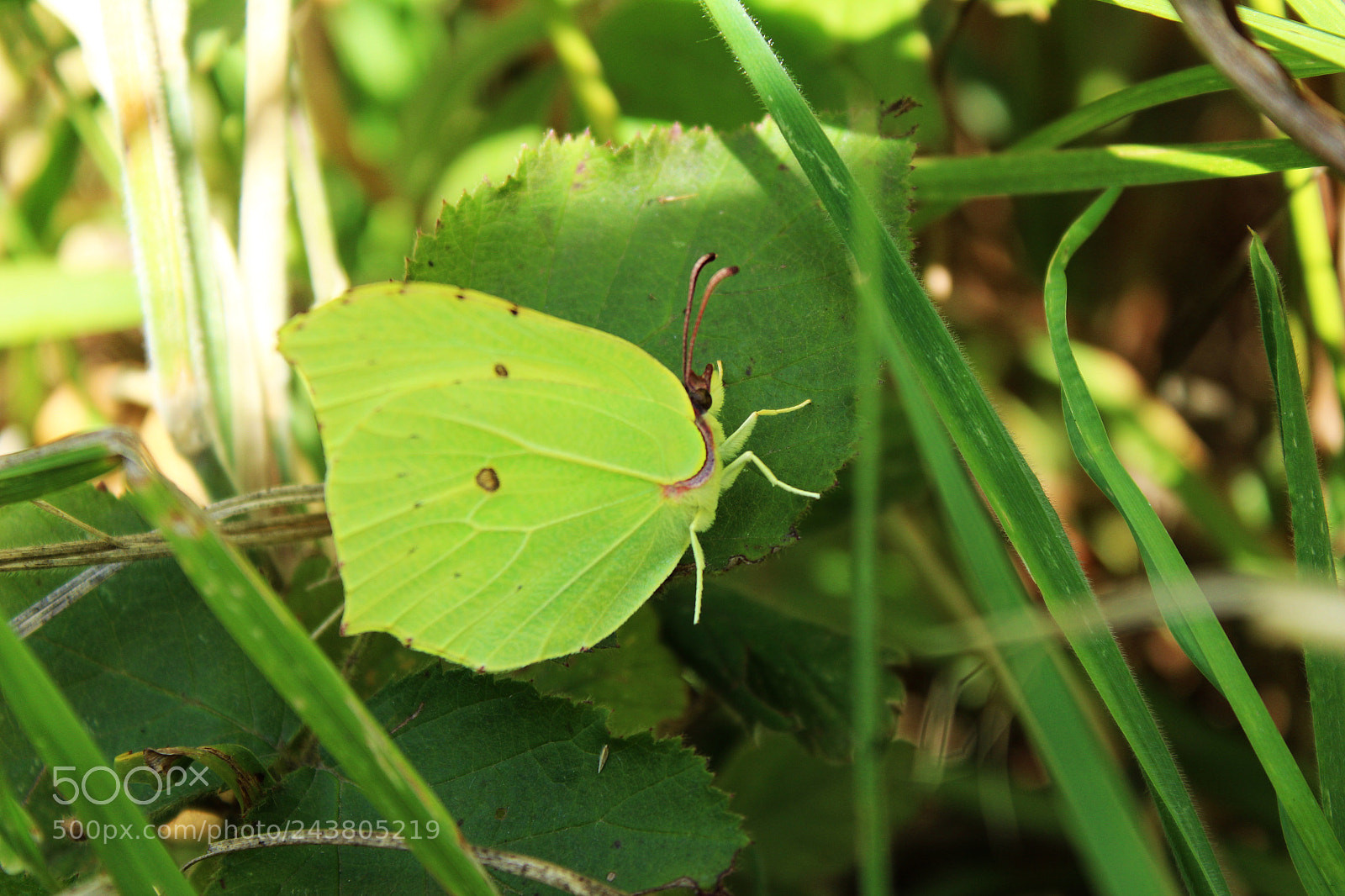 Canon EF-S 18-55mm F3.5-5.6 III sample photo. Le citron photography