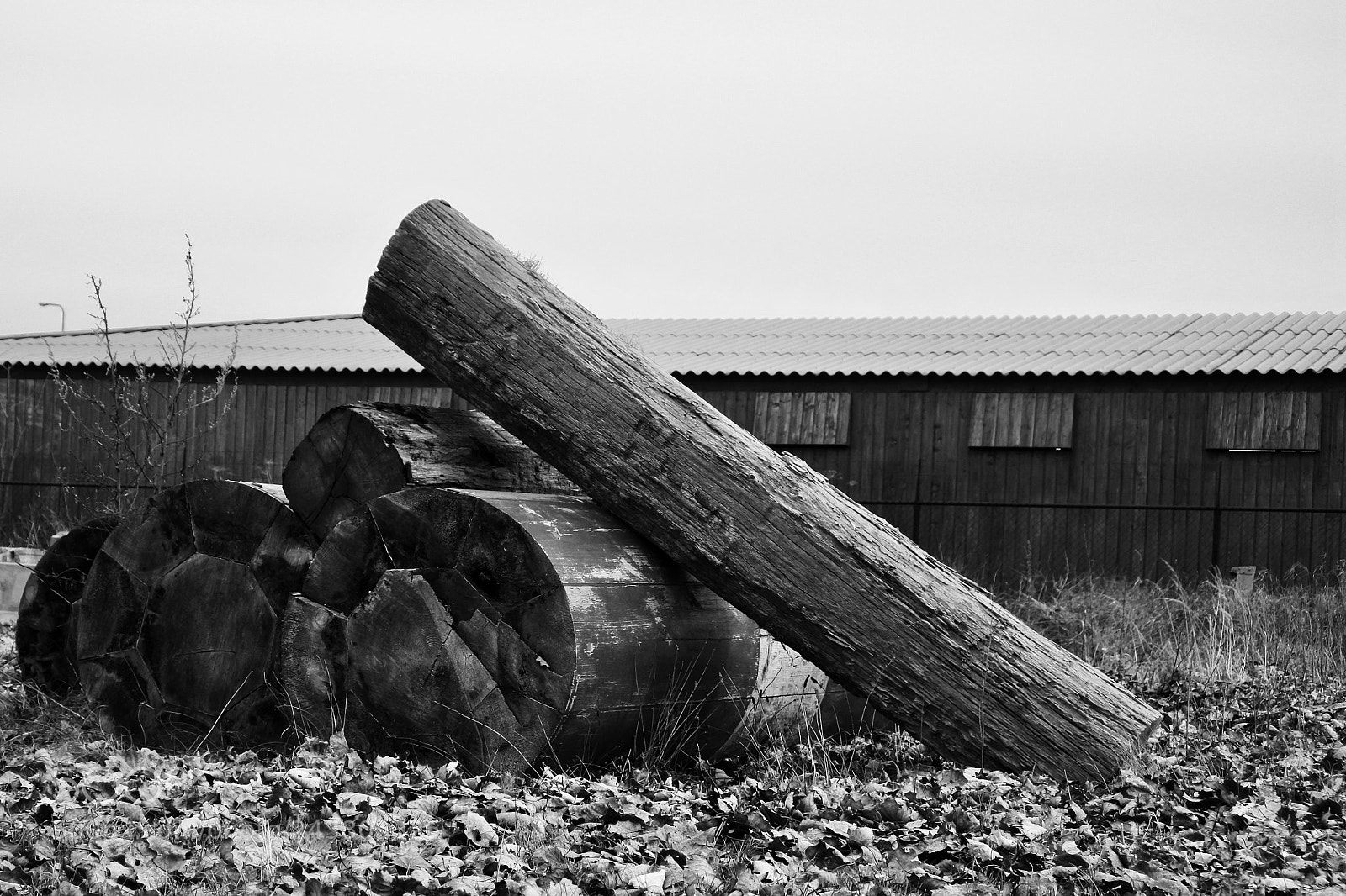 Nikon 1 J5 sample photo. Leaning log photography