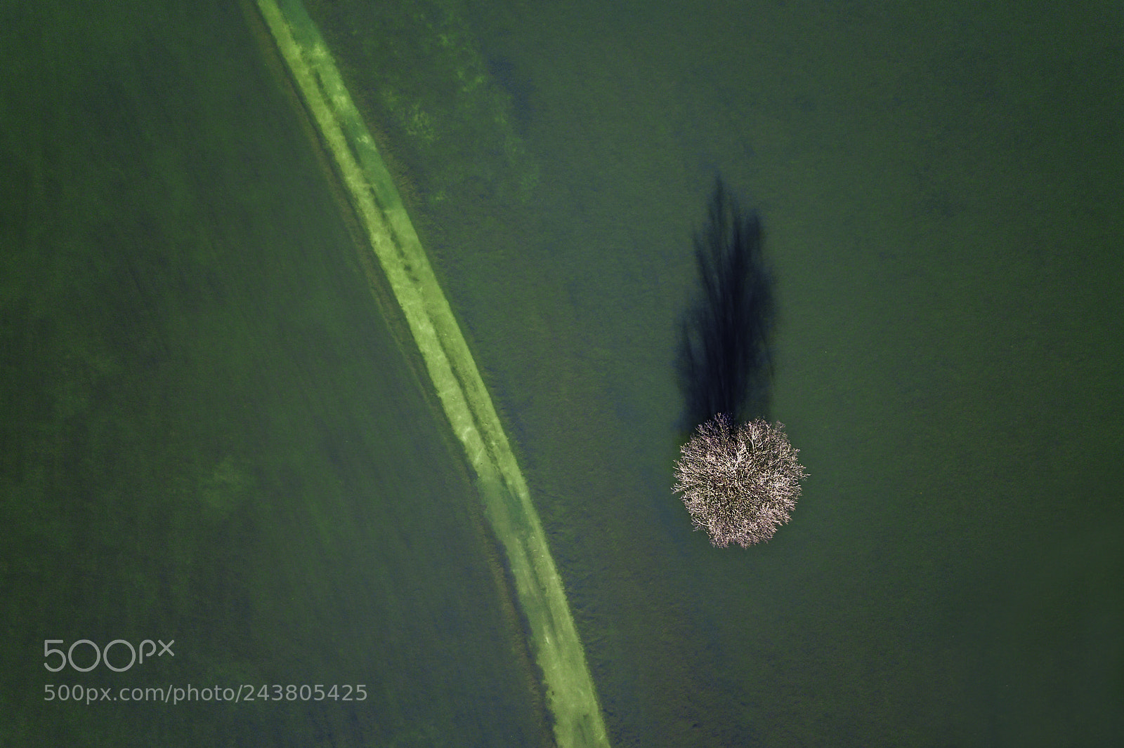 DJI FC220 sample photo. Lonely tree photography