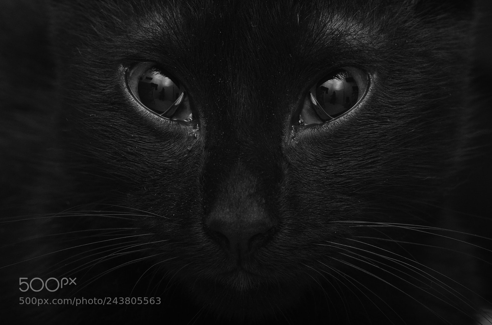 Nikon D5100 sample photo. Cat face photography