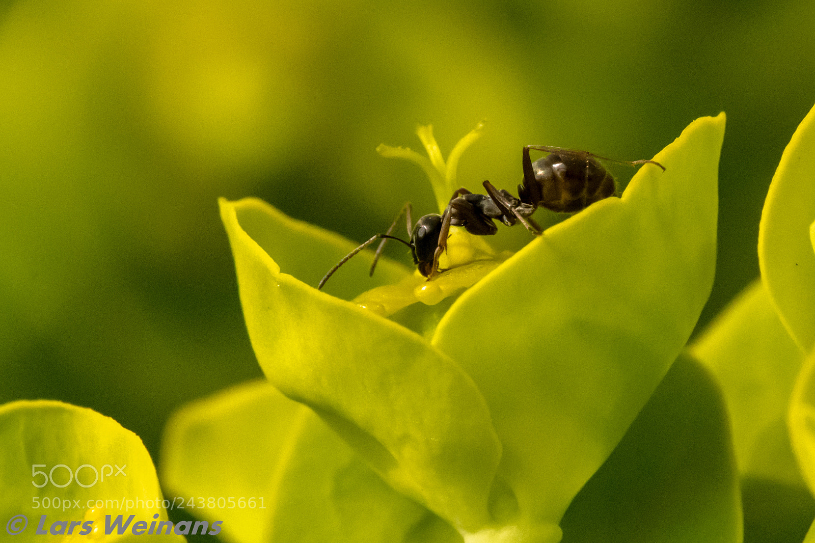 Nikon D500 sample photo. Ant photography