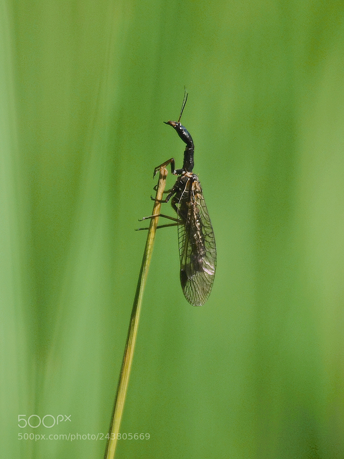 Olympus E-420 (EVOLT E-420) sample photo. Phaeostigma notata photography
