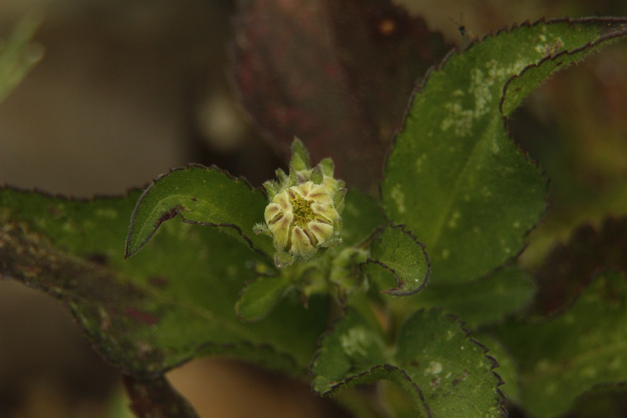 Canon EF 35-80mm f/4-5.6 sample photo. Flora photography