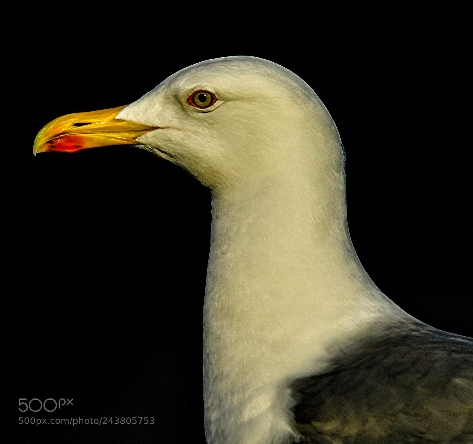 Nikon D5 sample photo. Gaviota. photography