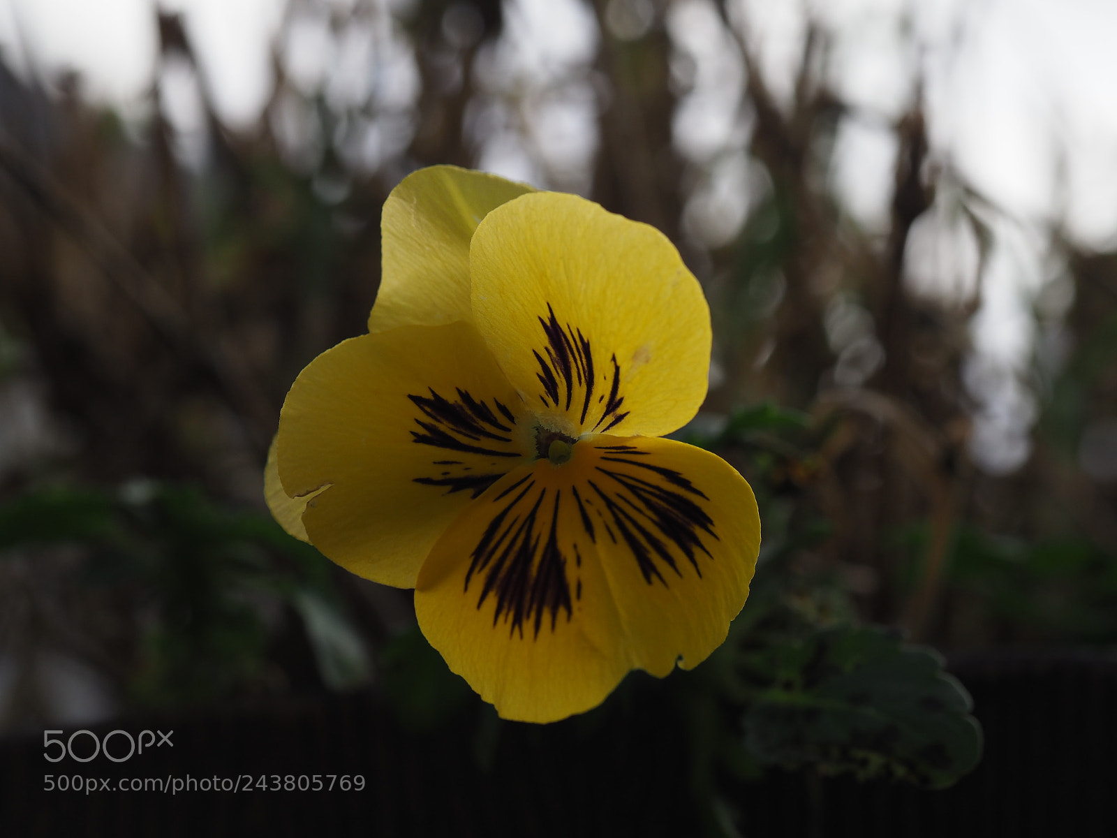Olympus OM-D E-M1 Mark II sample photo. Pansy photography