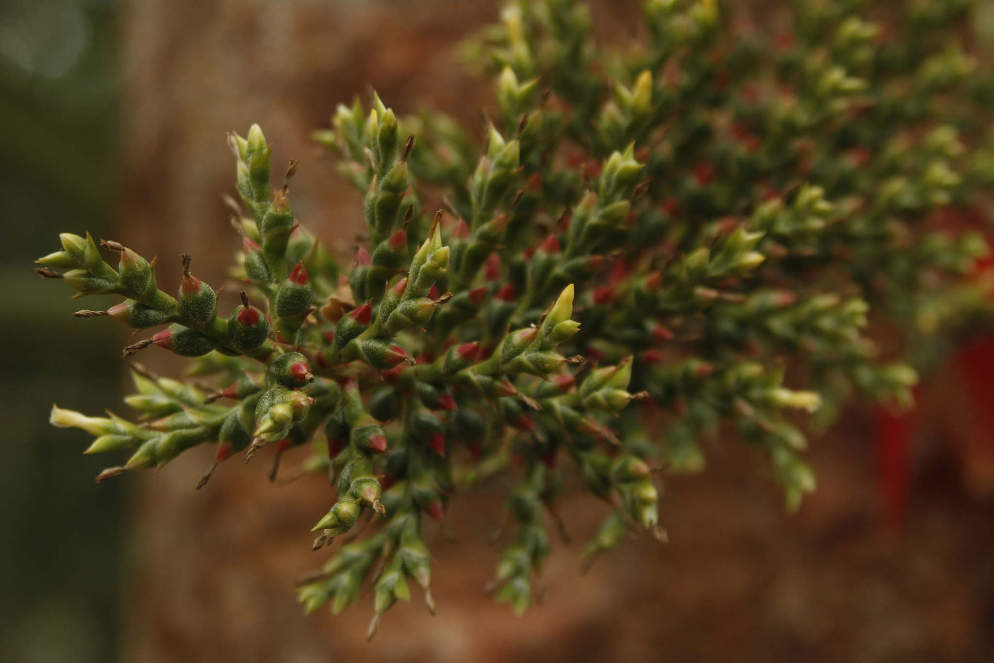 Canon EF 35-80mm f/4-5.6 sample photo. Flora photography