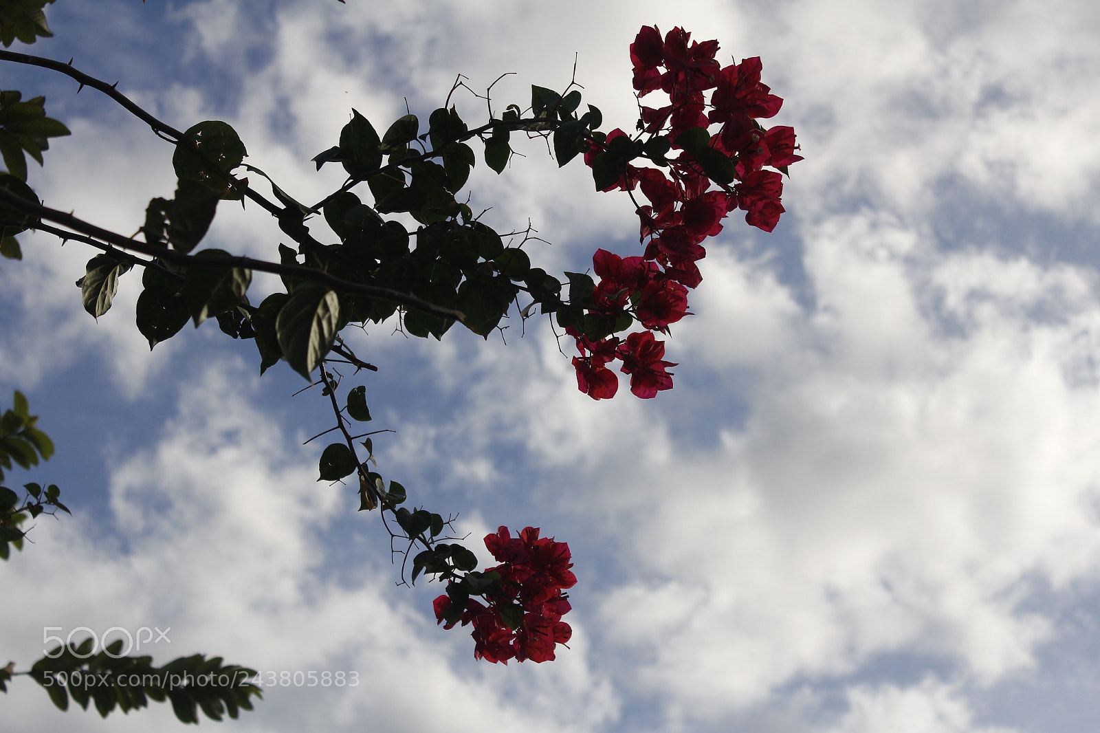 Canon EOS 1200D (EOS Rebel T5 / EOS Kiss X70 / EOS Hi) sample photo. Flores rojas photography