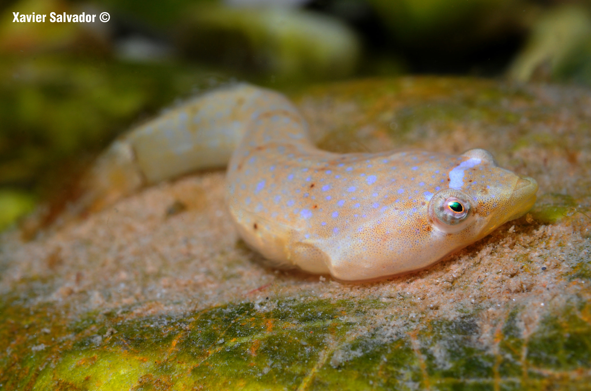 Nikon AF-S Micro-Nikkor 60mm F2.8G ED sample photo. Two-spotted clingfish (diplegoster bimaculata) photography