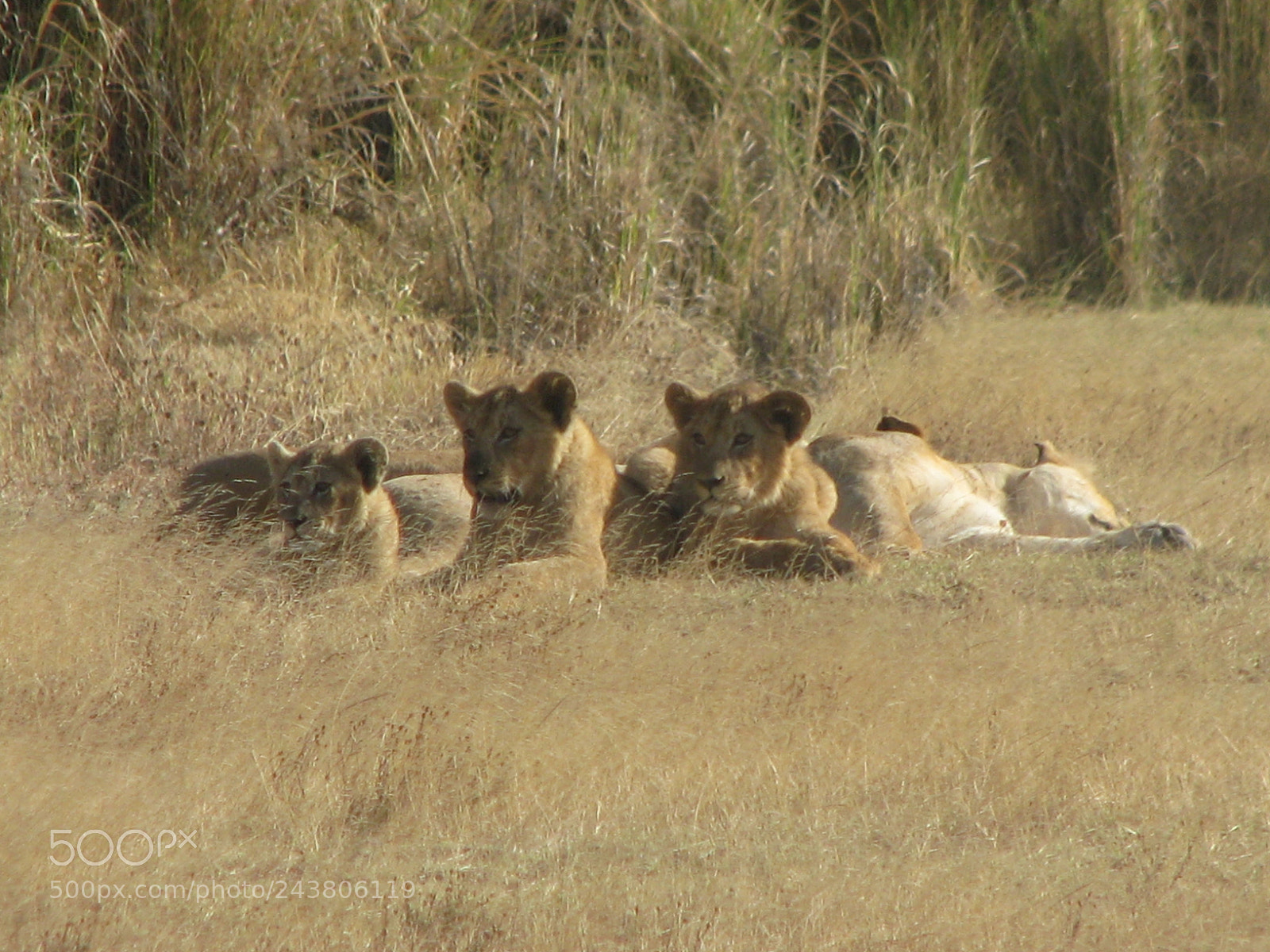 Canon POWERSHOT S5 IS sample photo. Lions photography