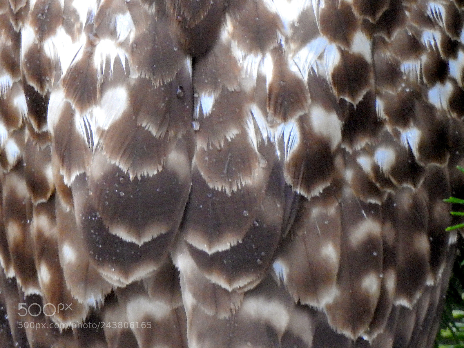 Nikon Coolpix P900 sample photo. Red tailed hawk feathers photography