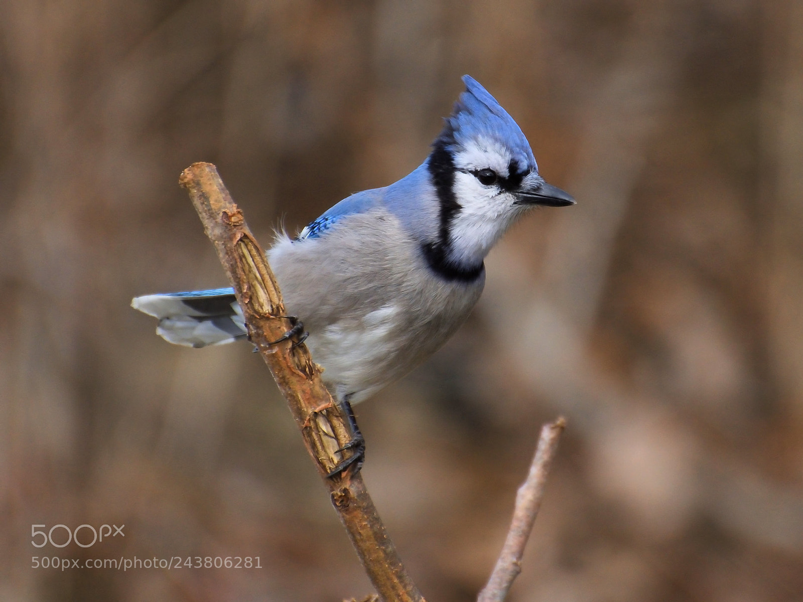 Nikon D7200 sample photo. Bluejay photography