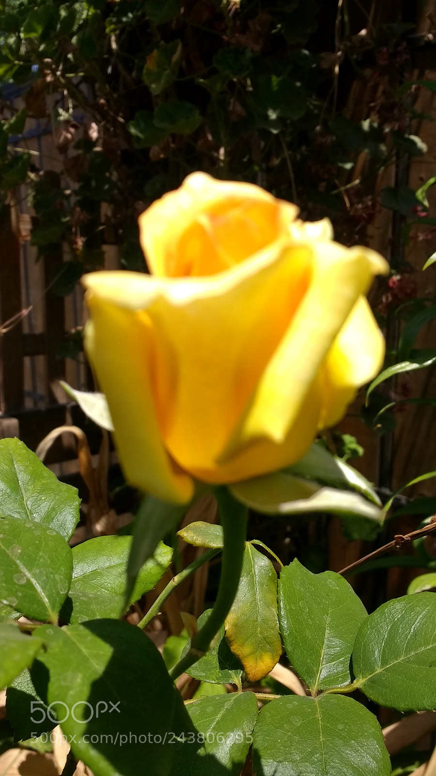Motorola Moto G (4) sample photo. Untitled photography