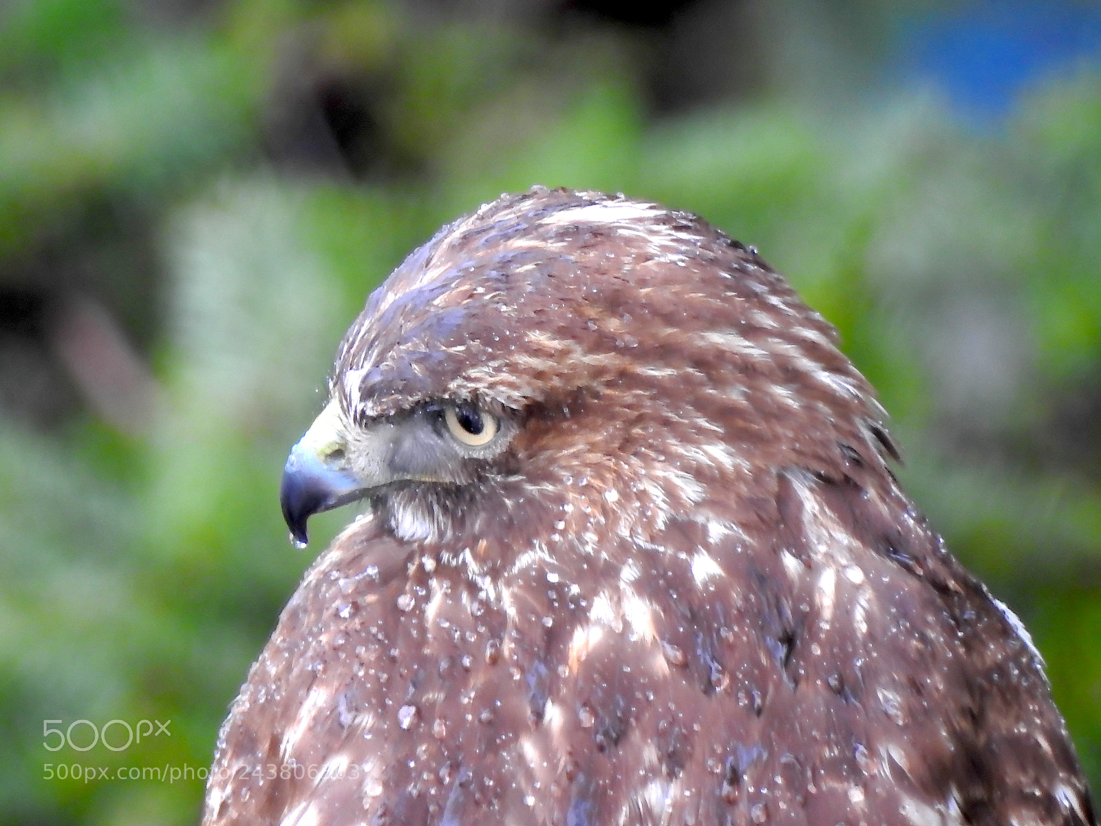 Nikon Coolpix P900 sample photo. Red tailed hawk photography