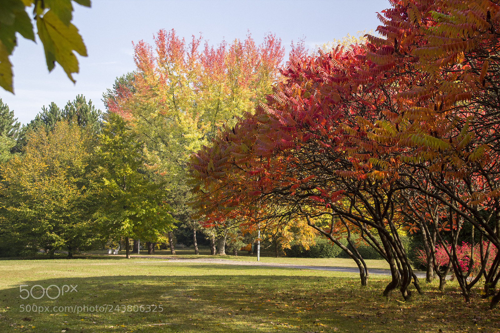 Canon EOS 550D (EOS Rebel T2i / EOS Kiss X4) sample photo. Sunny morning in autumn photography