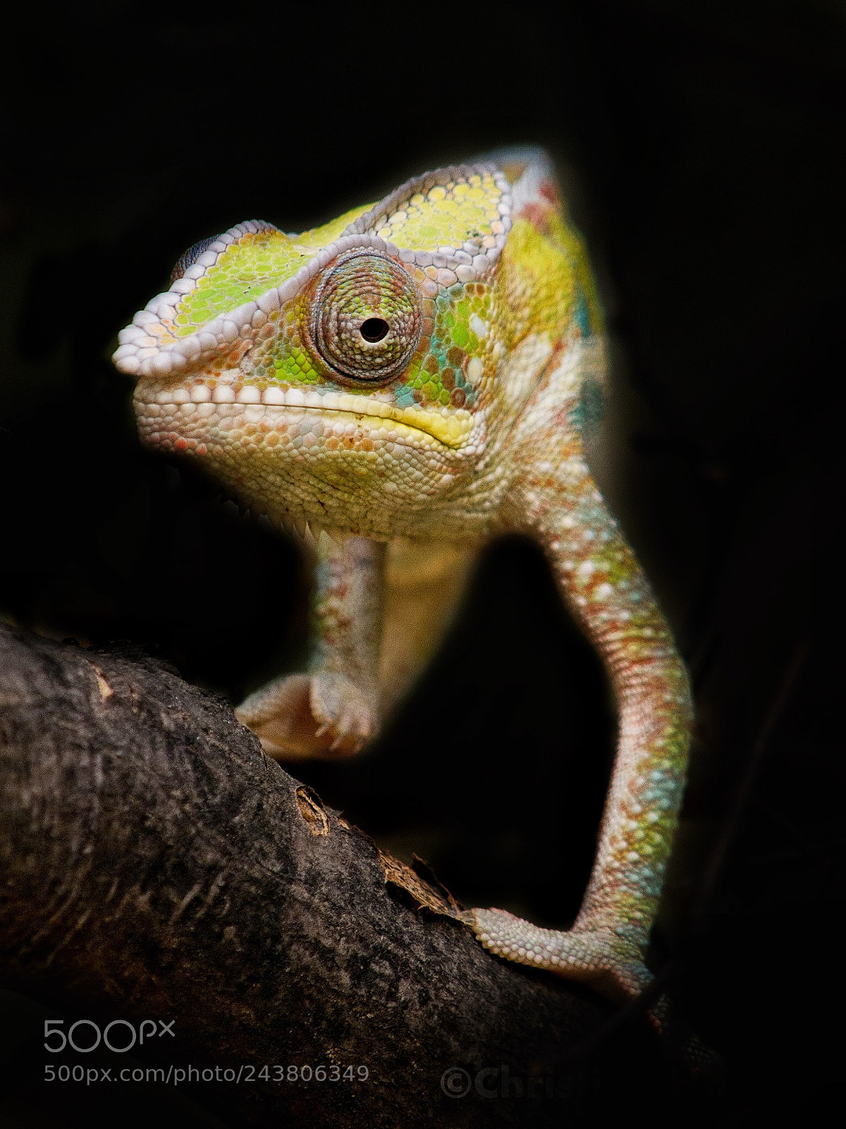 Olympus E-5 sample photo. Panther chameleon photography