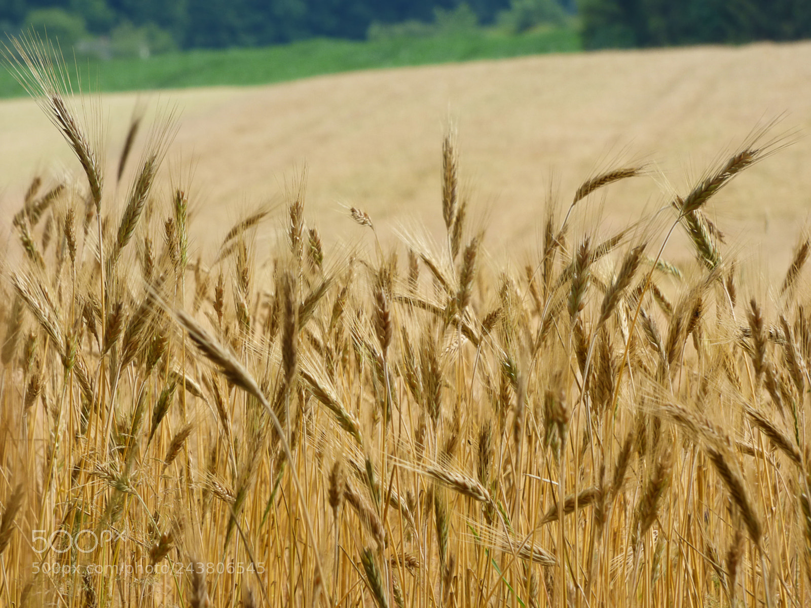 Panasonic DMC-FZ72 sample photo. Field of grain. photography