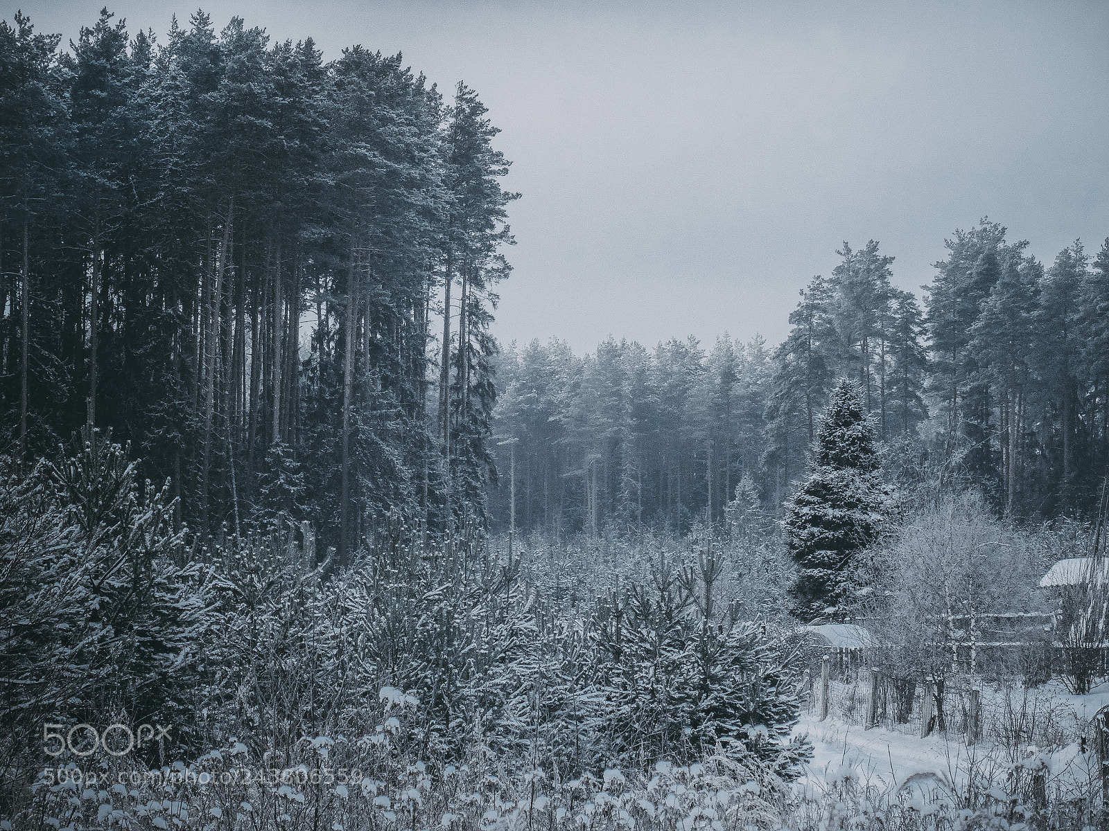 Sony DSC-HX50 sample photo. Forest cutting photography