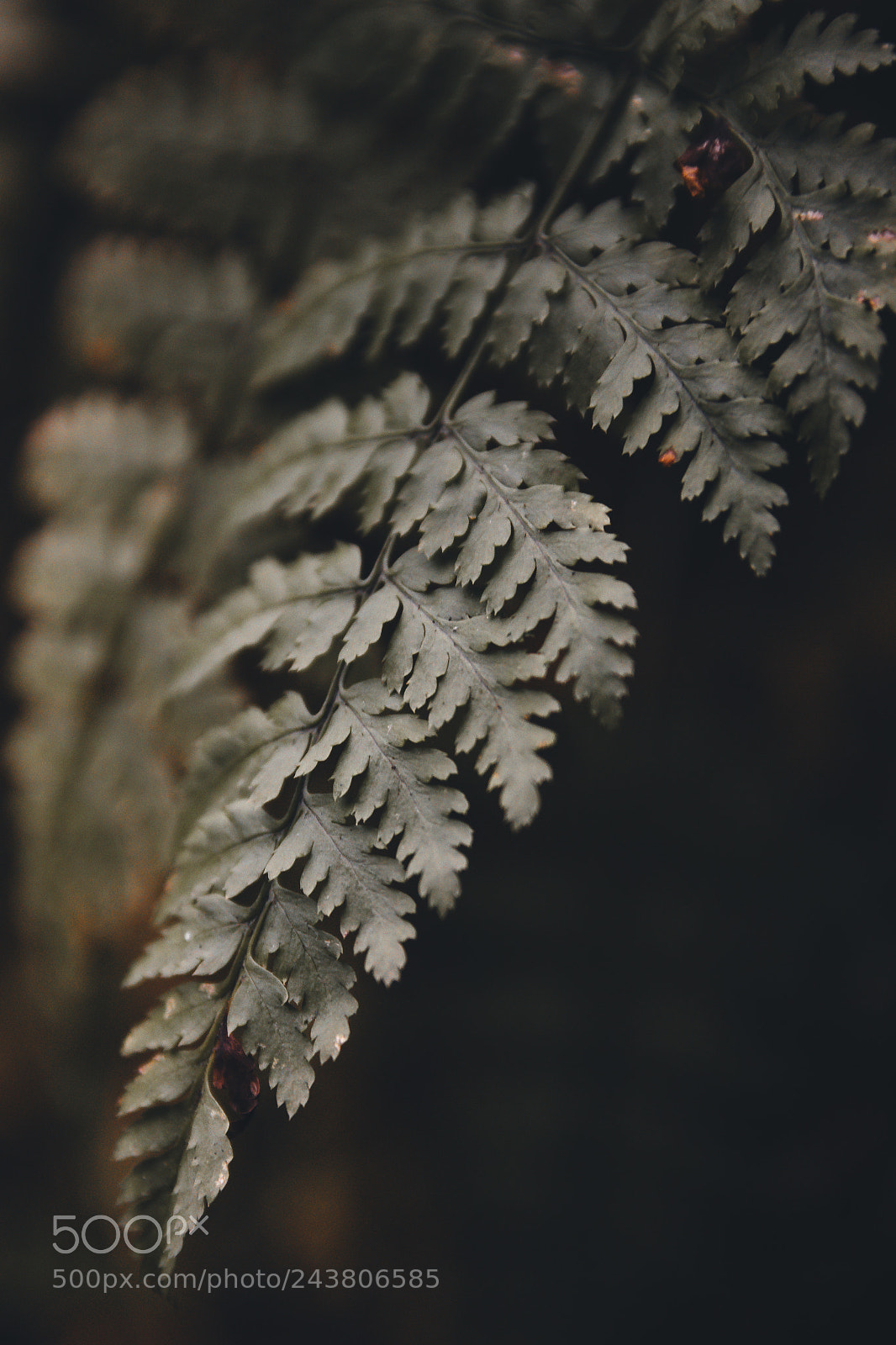 Canon EOS 750D (EOS Rebel T6i / EOS Kiss X8i) sample photo. Fern photography
