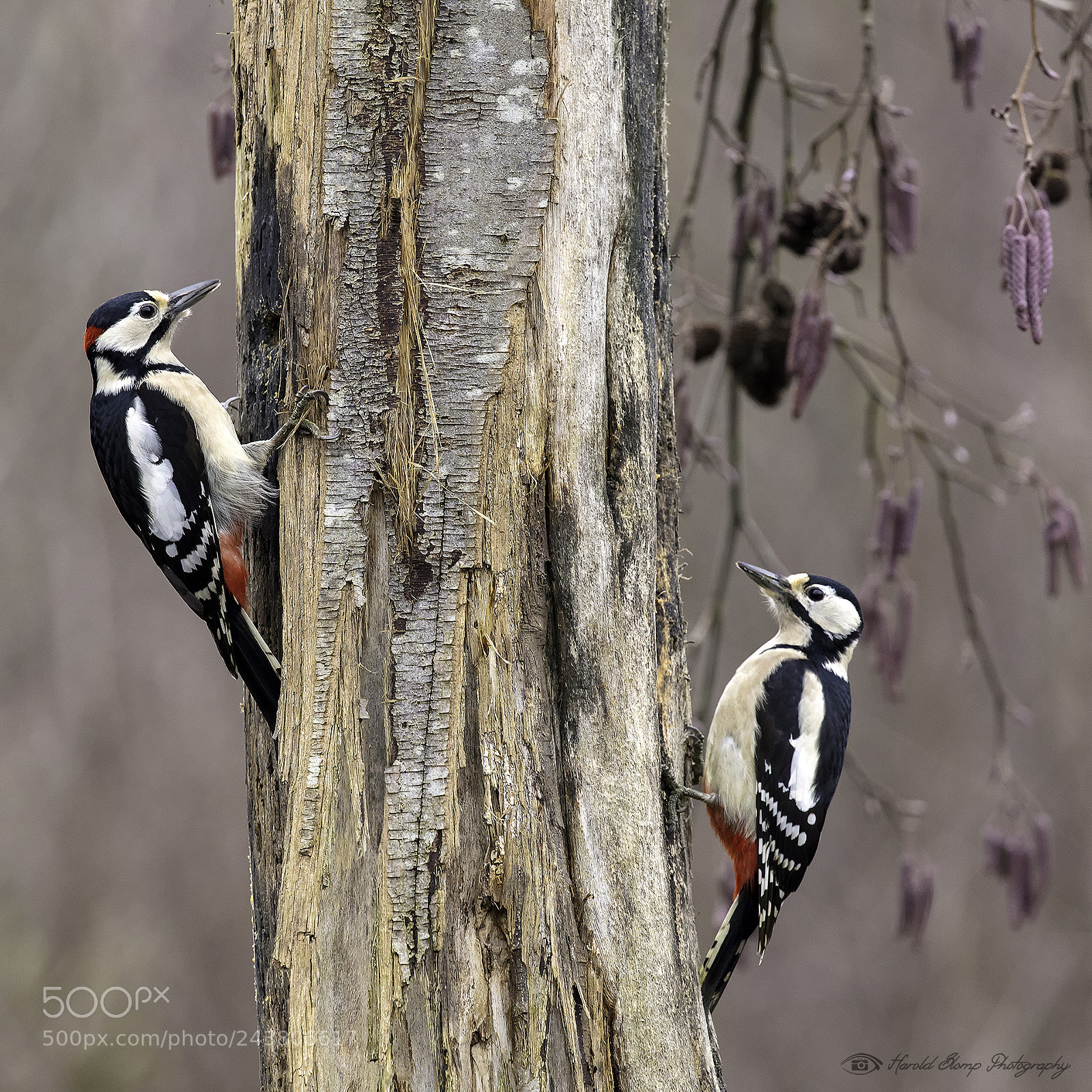 Canon EOS 5DS R sample photo. Male and female great photography