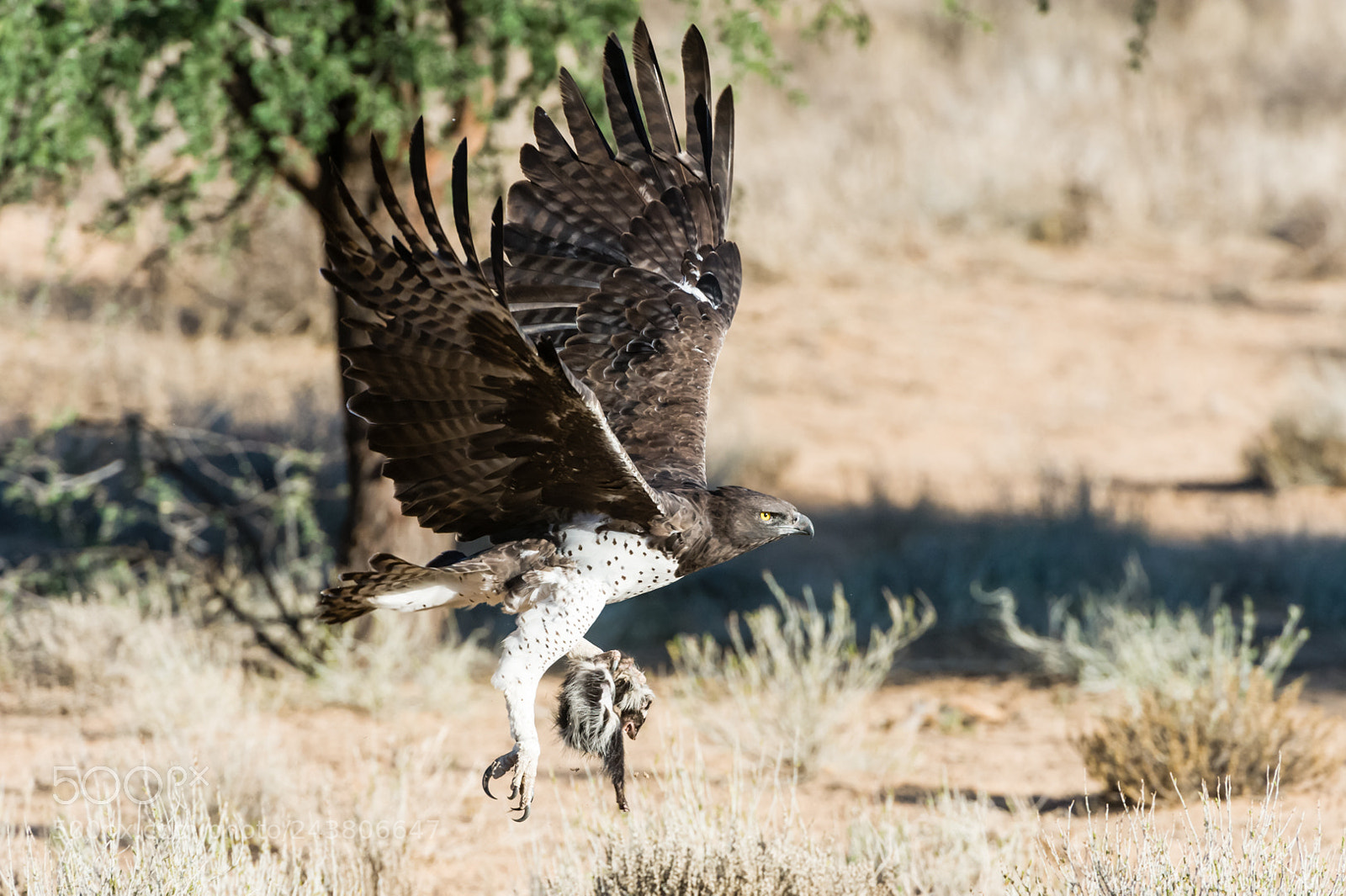 Nikon D3S sample photo. Kampfadler martial eagle mit photography