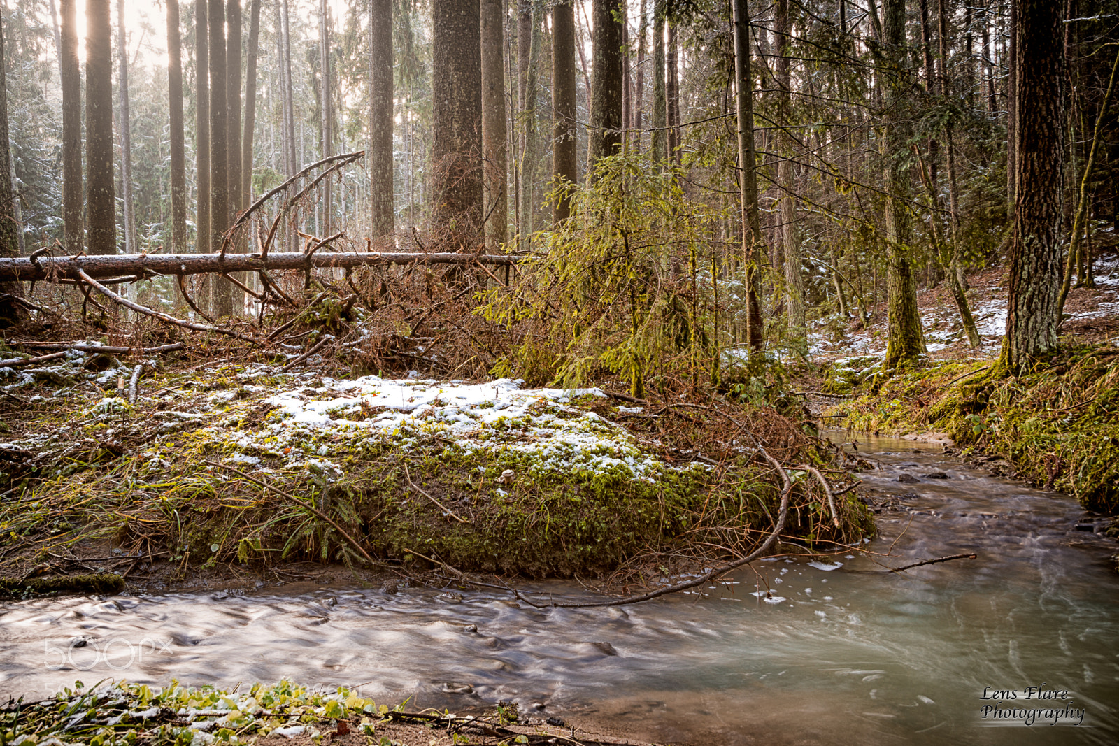 Nikon D7200 sample photo. Forest mood photography
