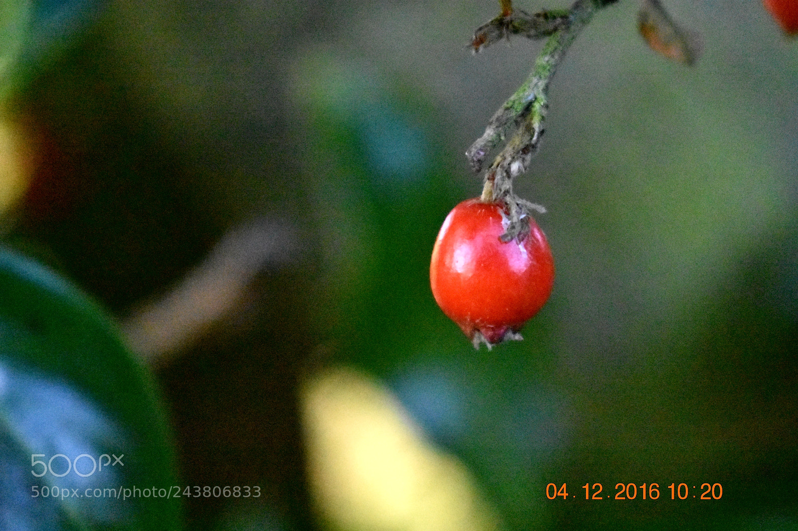 Nikon D3400 sample photo. 1 lone berry photography
