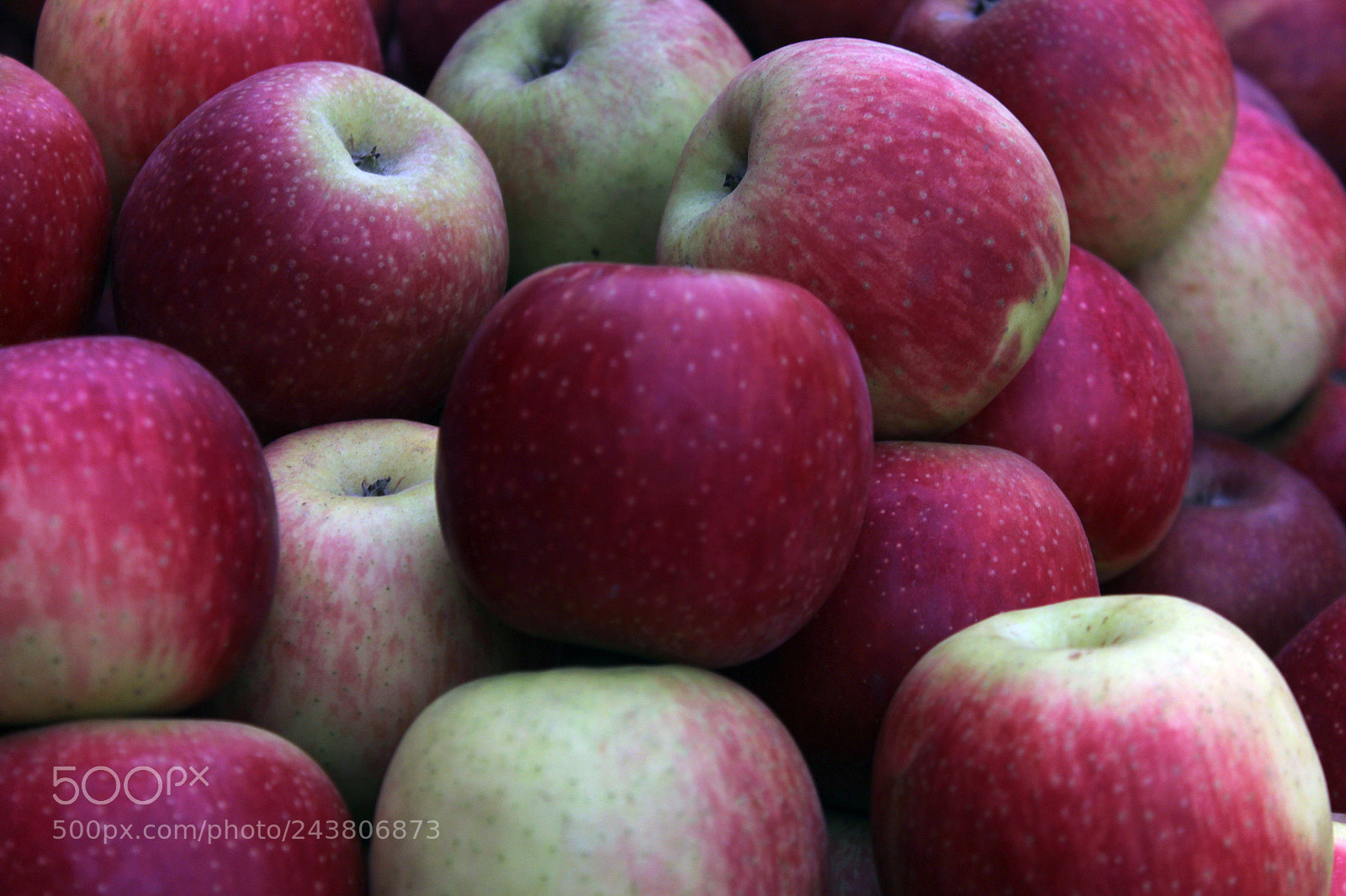 Canon EF-S 18-55mm F3.5-5.6 III sample photo. Apple photography
