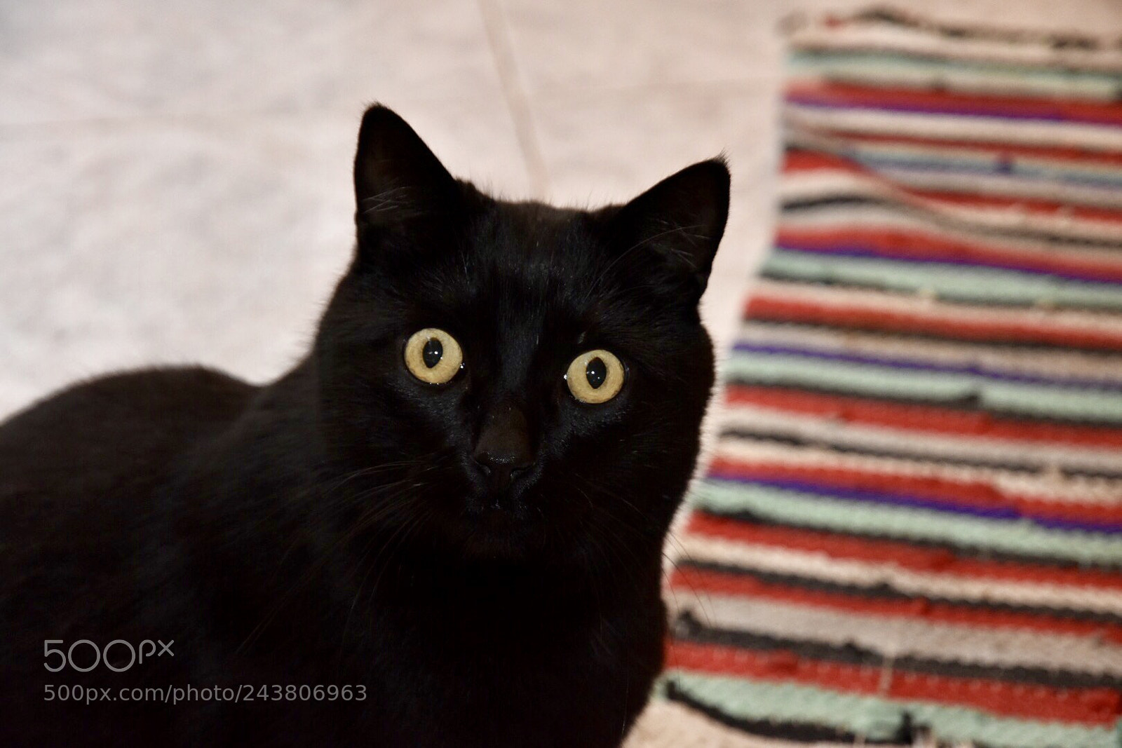 Nikon D7200 sample photo. Zorro photography