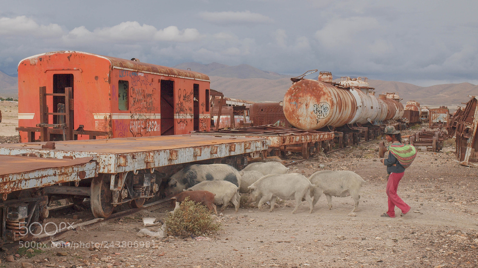Olympus E-620 (EVOLT E-620) sample photo. Pig crossing photography