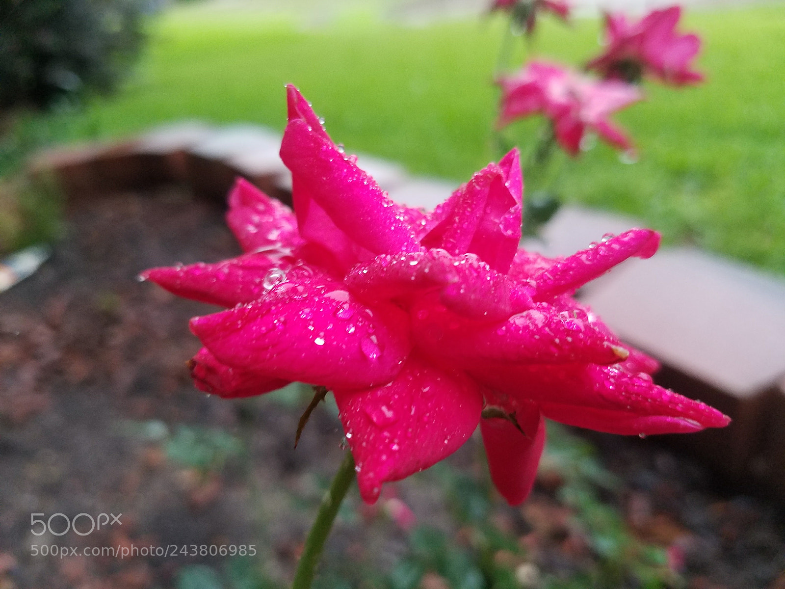 Samsung Galaxy S7 sample photo. Morning dew photography