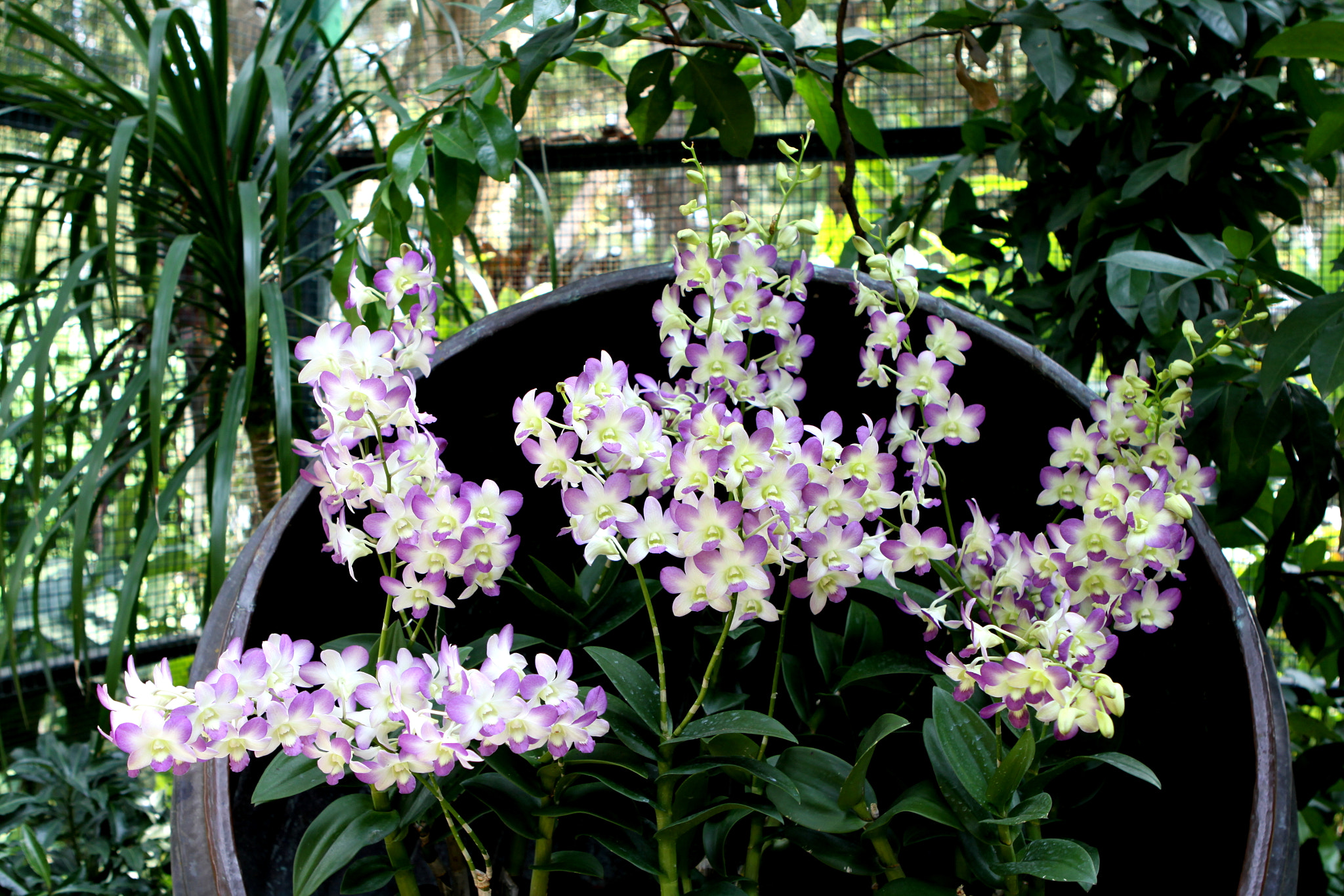 Canon EOS 50D + Canon EF 24-70mm F2.8L USM sample photo. Orchid garden singapore photography