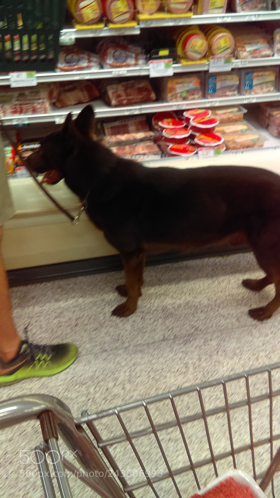 HTC DESRIE D530 sample photo. Shopping dog photography