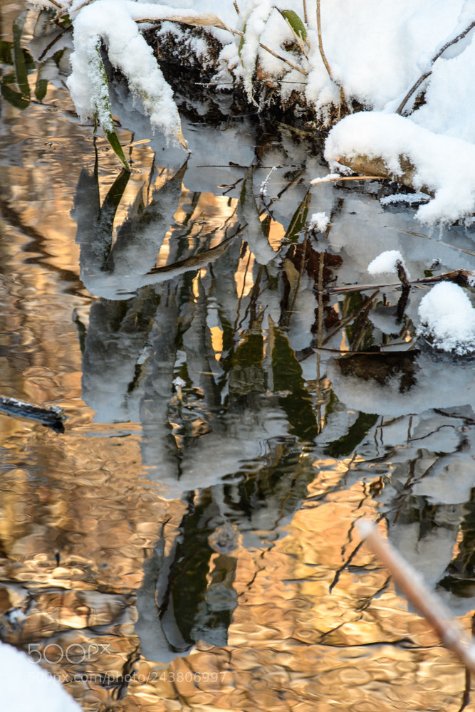 Nikon D500 sample photo. Gold reflection photography