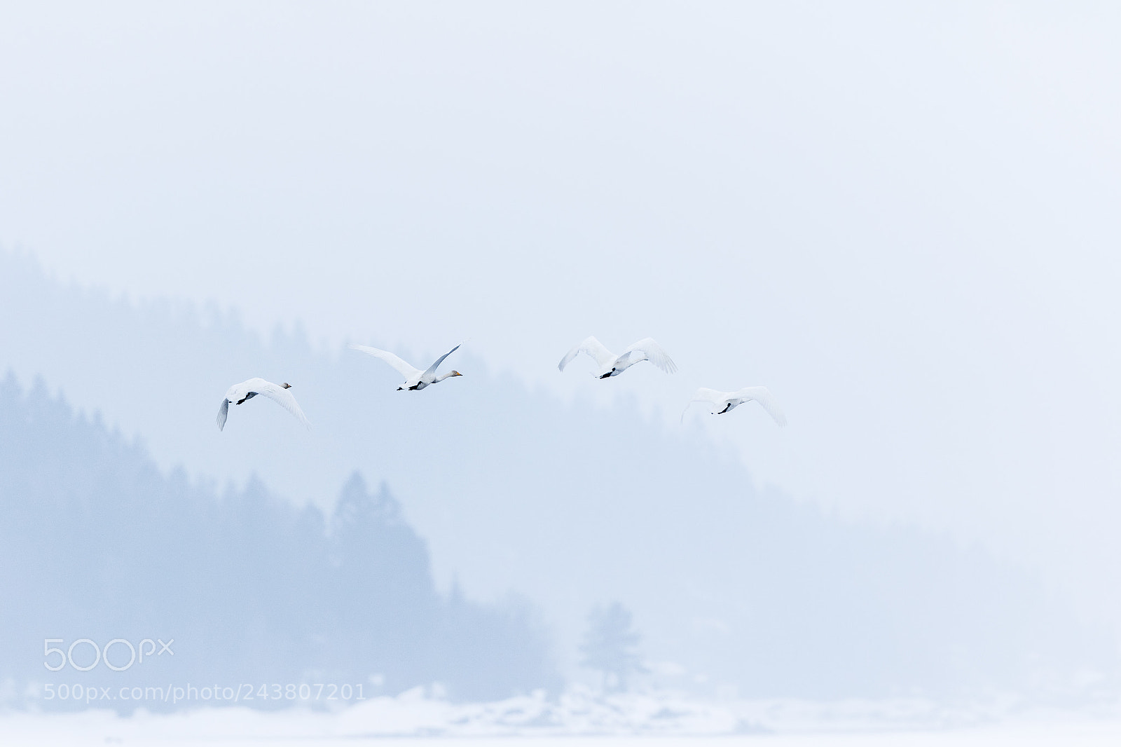 Canon EOS 7D Mark II sample photo. Flying away photography