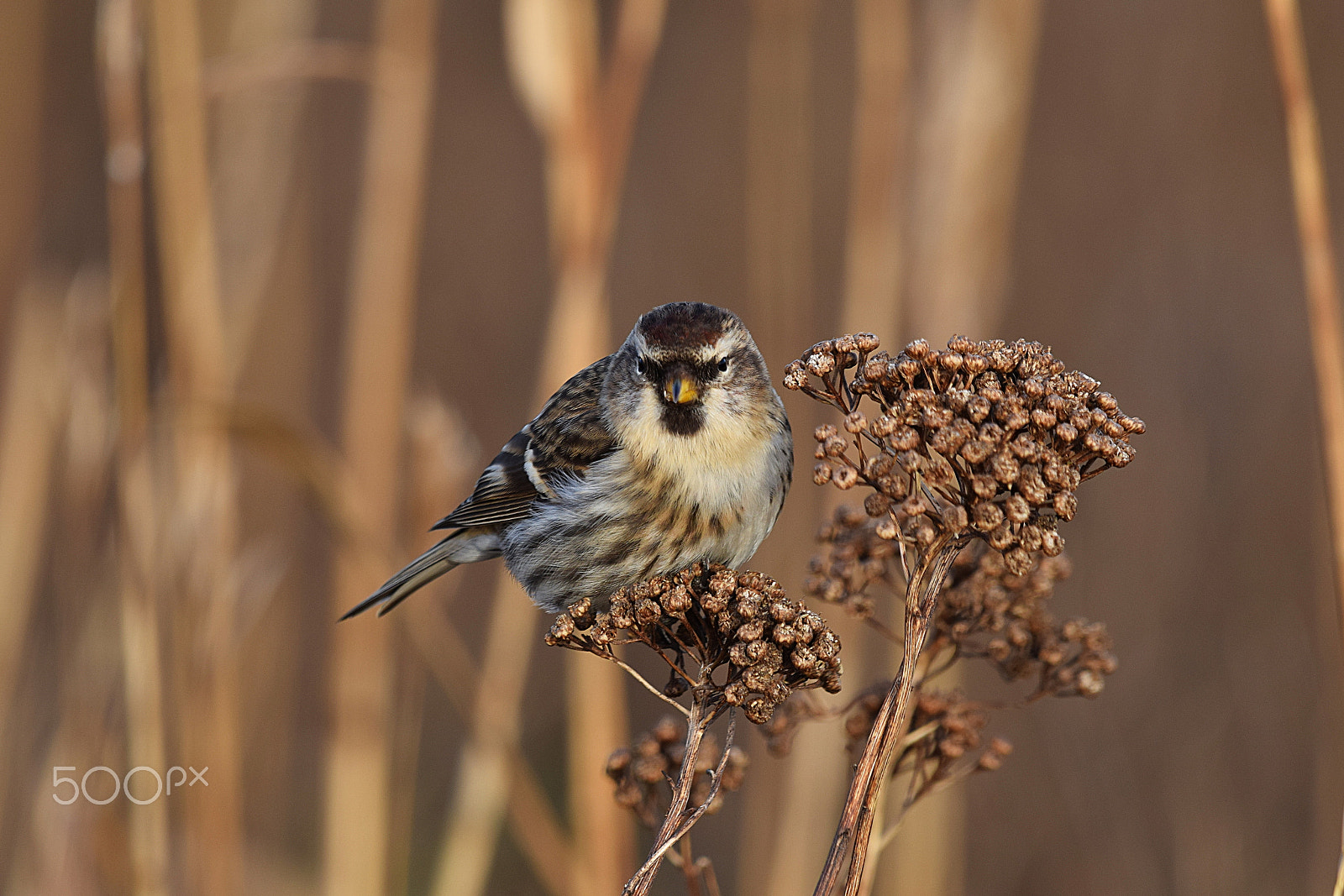 Nikon D5300 + Sigma 150-600mm F5-6.3 DG OS HSM | C sample photo. Redpoll photography