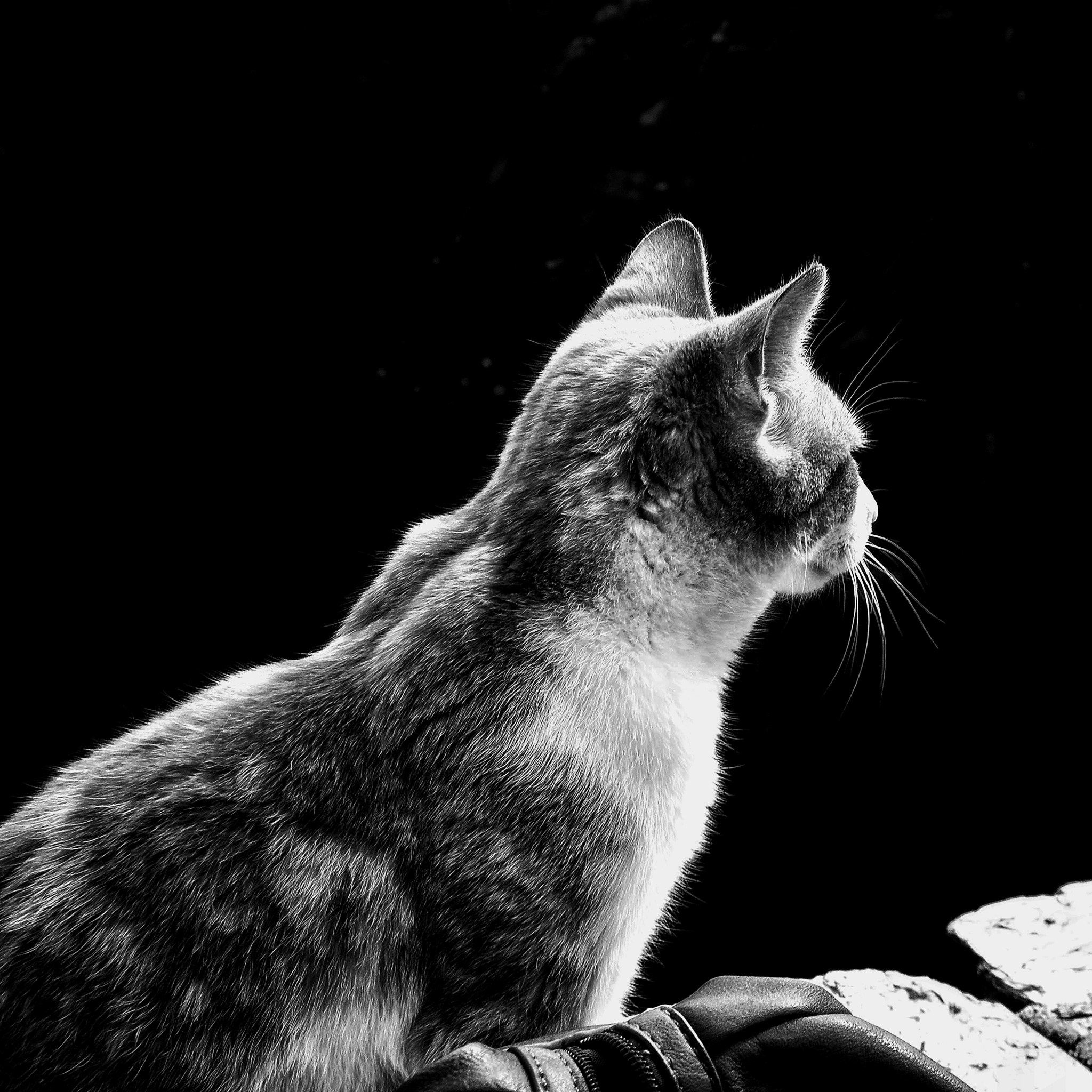 Olympus SP600UZ sample photo. Cat photography