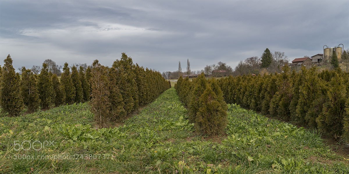 Sony a7R II sample photo. Baumschule photography