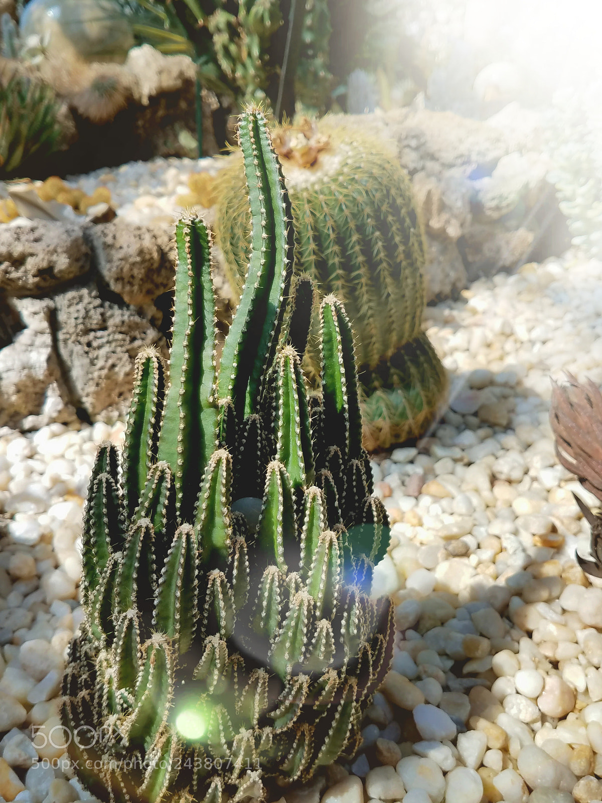 Samsung Galaxy S7 Edge sample photo. Prickly photography